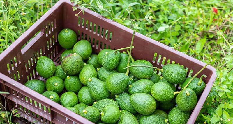 images/1693555669910avocado africa sorting grading line.jpg